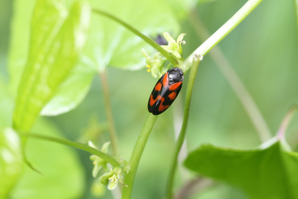 Cercope sanguin (Cercopis vulnerata) © Nicolas Macaire / LPO